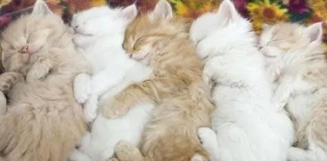 猫宫庄园大幅度提高新生小猫出生率的助产方法