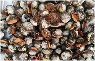 特种养殖热门,四种新型农业经营