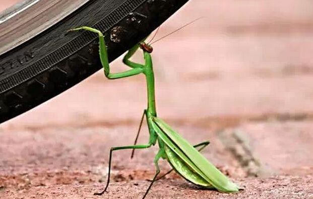 犯太岁破太岁害太岁哪个最不好,犯太岁的人怎么破太岁