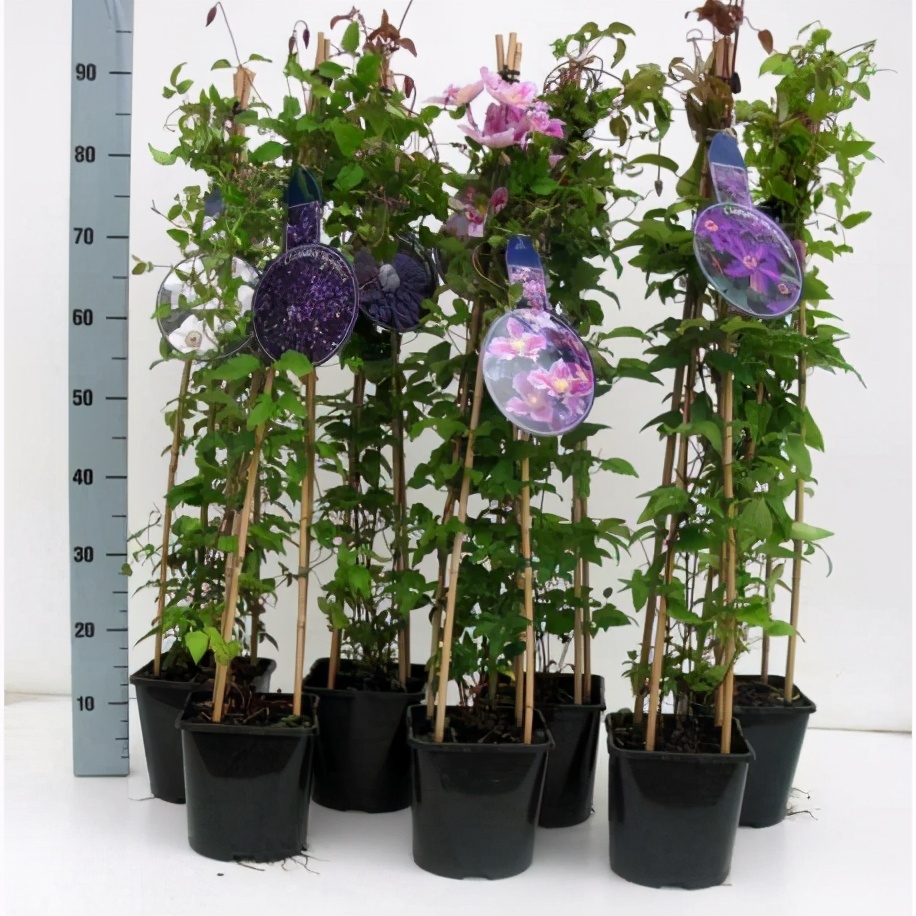 铁线莲小苗怎样种易成活,秋天新买的铁线莲小苗怎样上盆