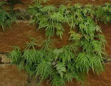 整合——28种青草药，赶快收藏备用！