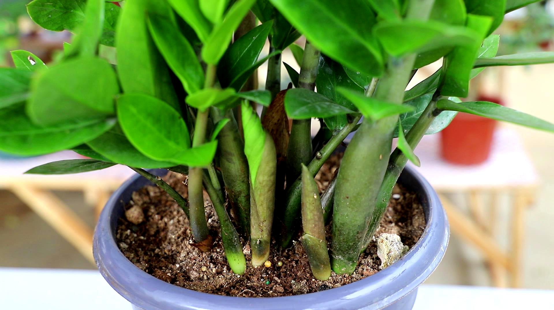 寓意好适合家里养的花,10种最旺家的花及寓意