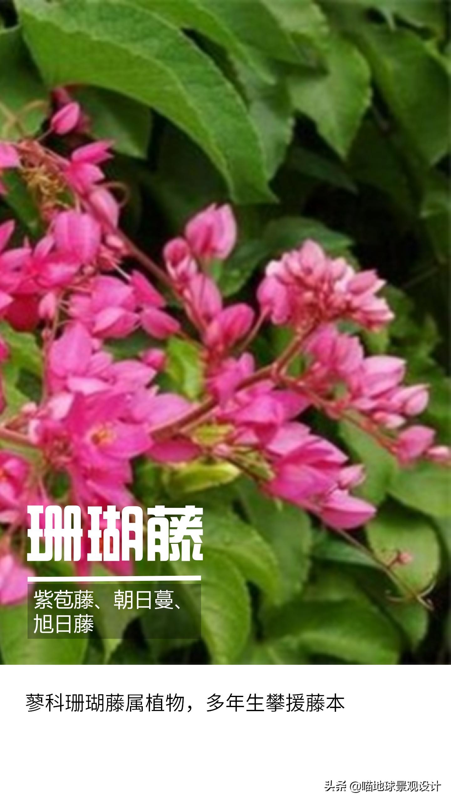 意大利常见的爬藤植物,25种爬藤植物