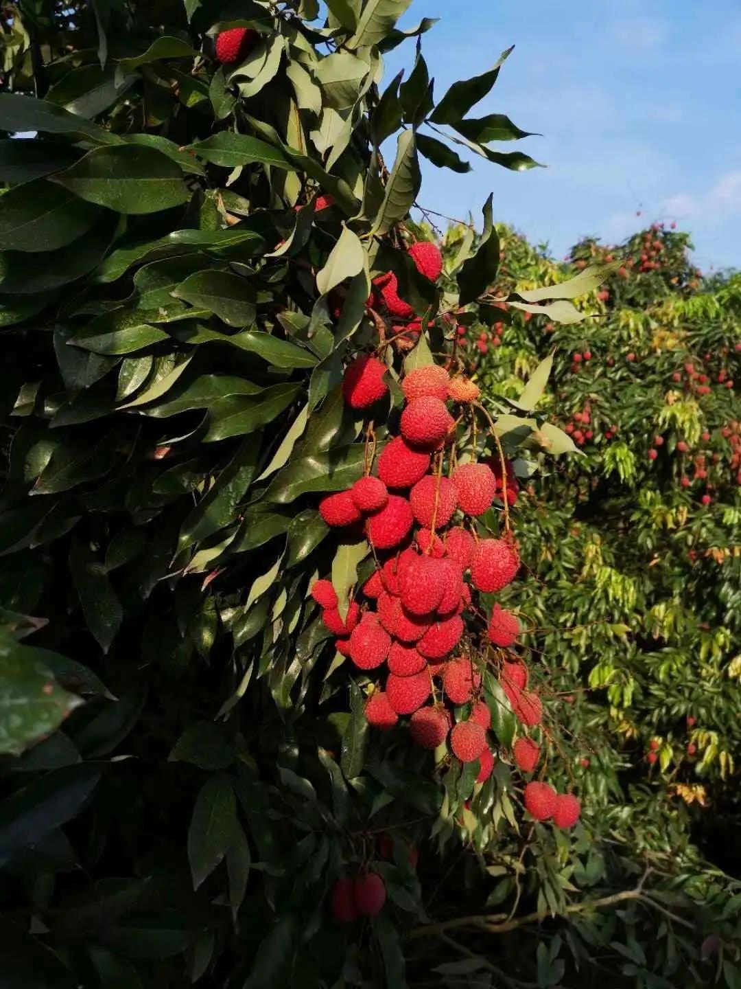 荔城无处不荔枝翻译,荔城无处无荔枝