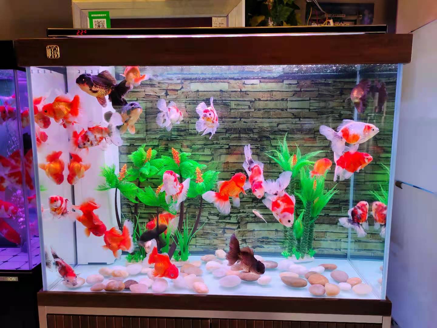 养鱼老道锦鲤老三样是哪些,养鱼老三样是哪三样下什么盐