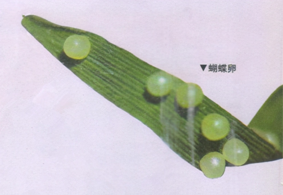 昆虫样子特点,昆虫视觉是什么样的