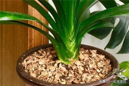 5种小垃圾养花却是宝贝,家里的废物垃圾怎么养花好