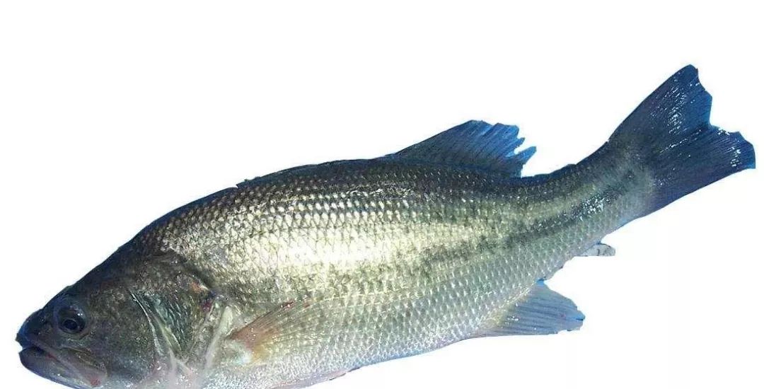 海鱼哪个品种最好吃还有营养,常吃的海鱼有哪些种类