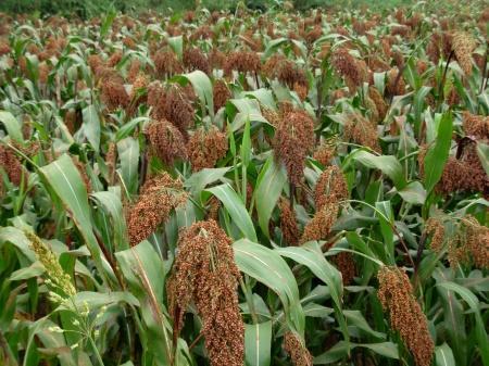 高粱的种植需要防治哪些病虫害,高粱生长过程中易发生哪些病虫害