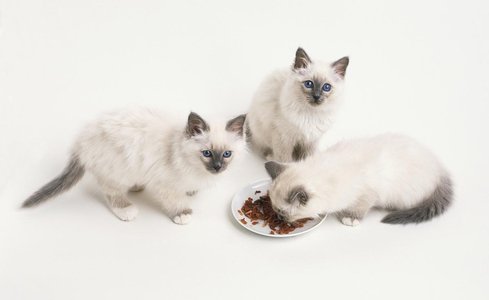 真正的良心猫粮,金装好主人猫粮是毒猫粮吗