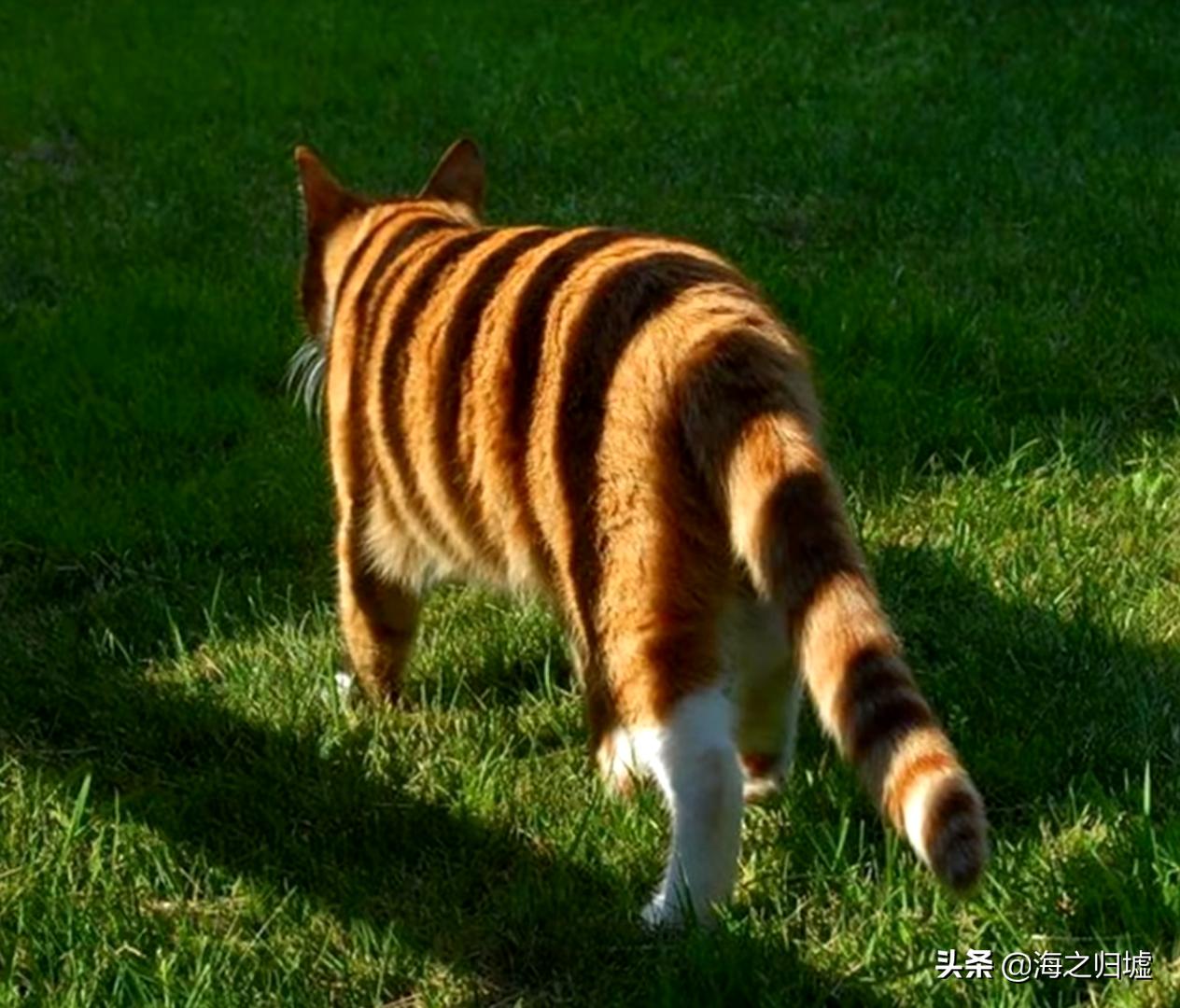 16张不可思议的巧合照片,33张不可思议的巧合照片