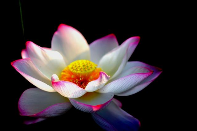 最美的荷花诗句,一起赏荷花的诗词歌赋