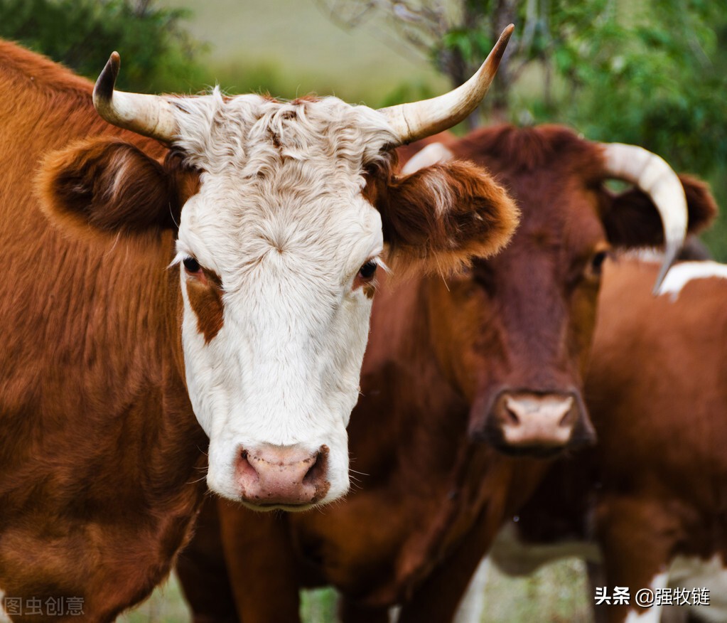 母牛下完犊子牛犊怎么护理,母牛生完牛犊掉球怎么处理