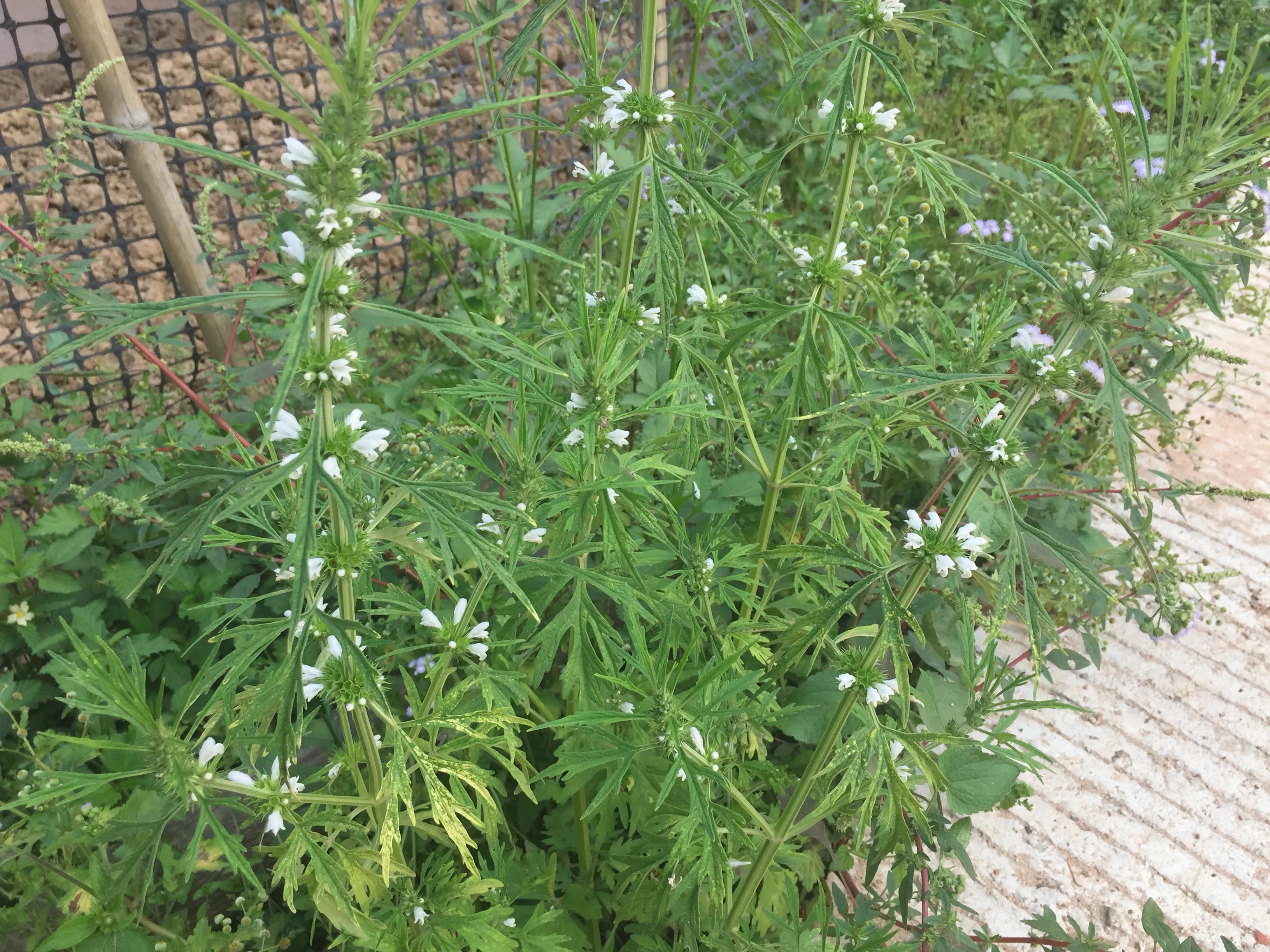 农村路边常见的益母草，用途可不小，解决了很多女性朋友的烦恼