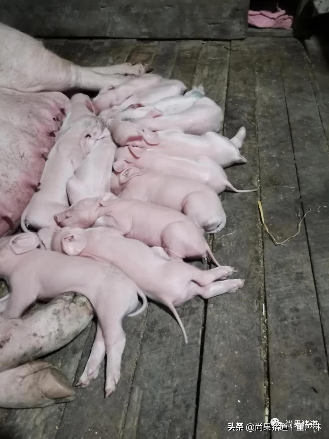 对于初产母猪问题频发的几点经验分享