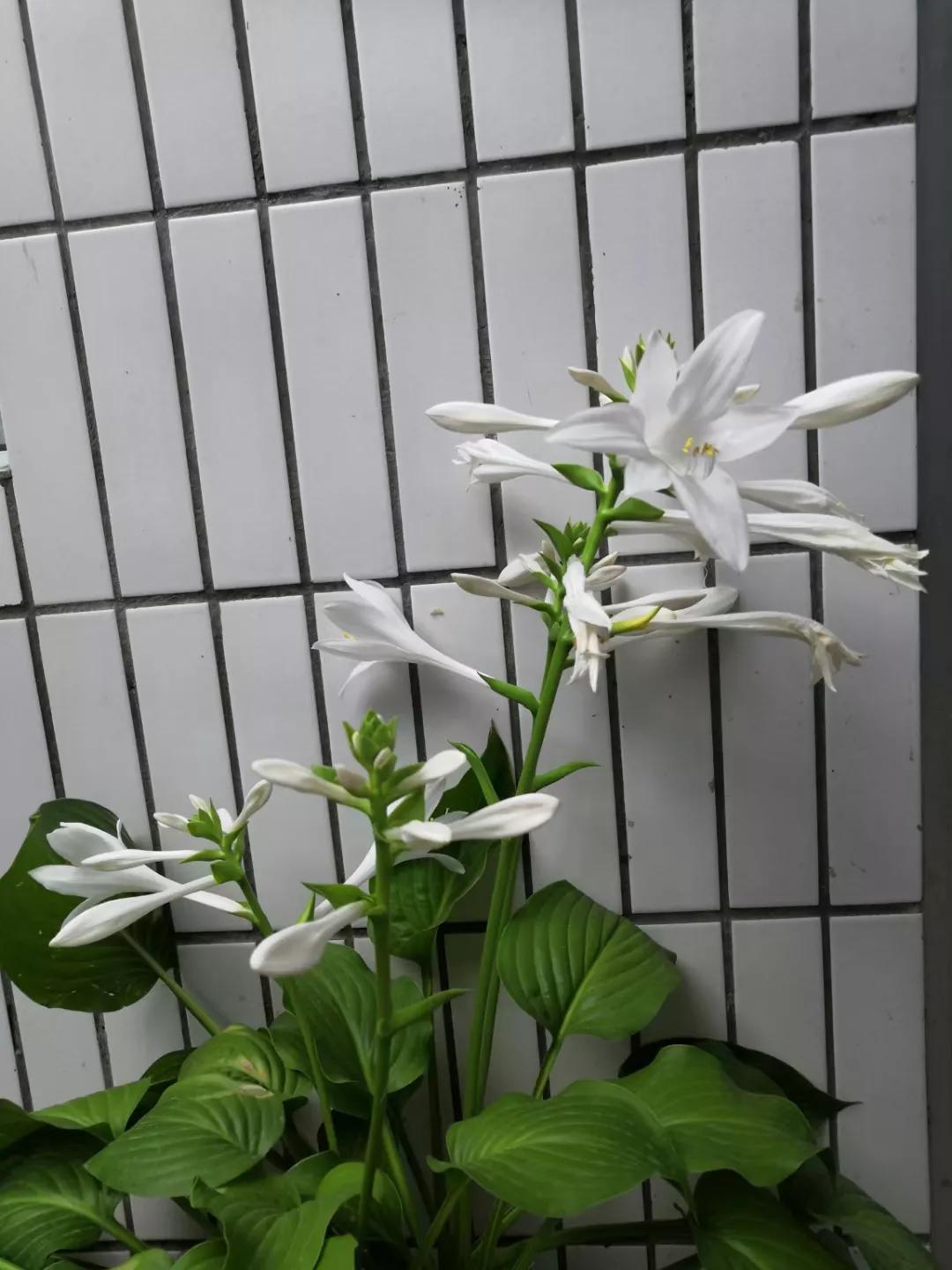 东京奥运会中国金牌夺冠回忆,2021年东京奥运会中国队金牌