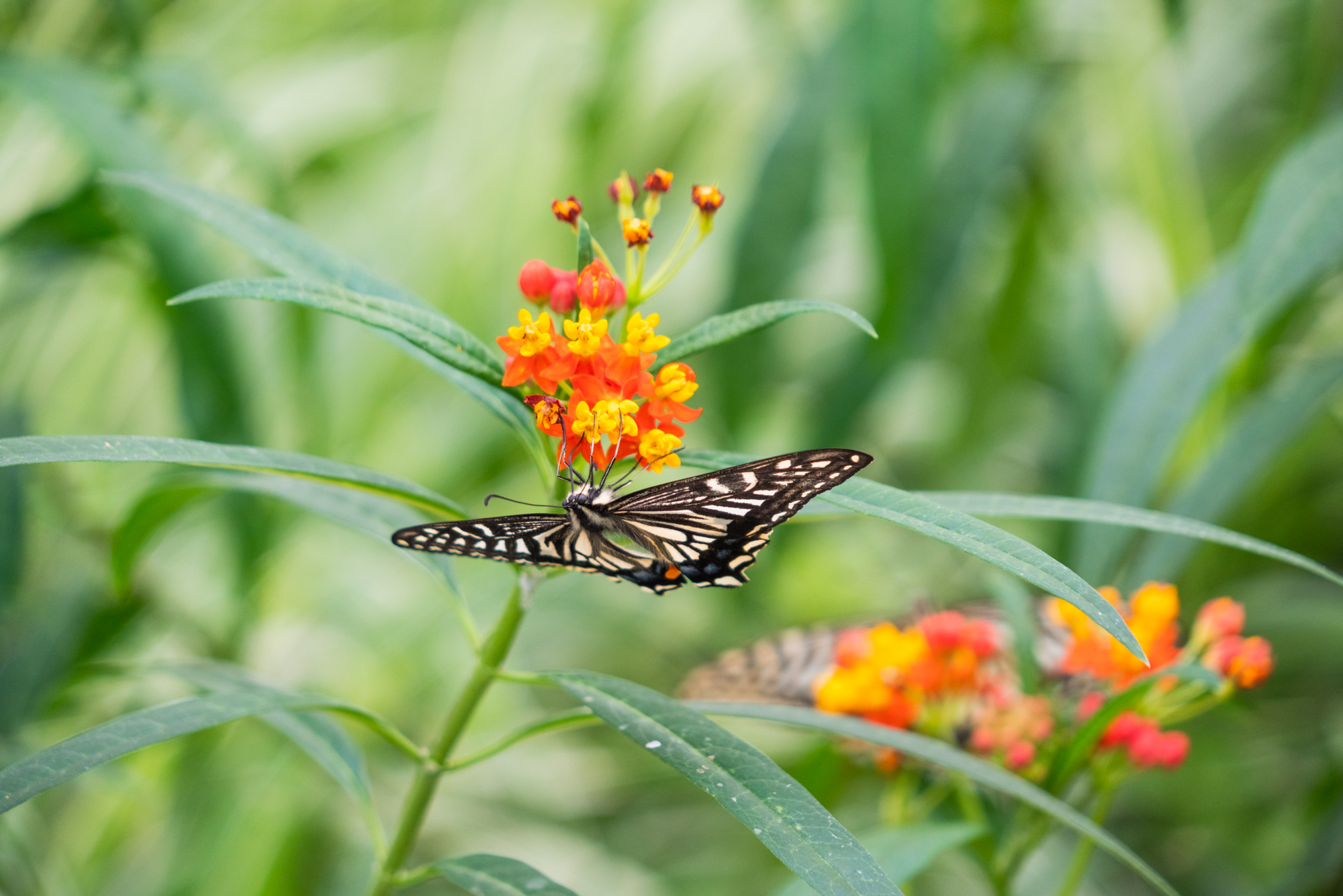 国际鲜花港郁金香,看郁金香北京国际鲜花港