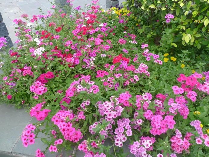 100种常见观叶植物图鉴史上最全,农村常见的100种植物