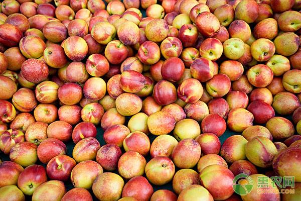 油桃批发价格多少一斤,今日油桃最新市场报价