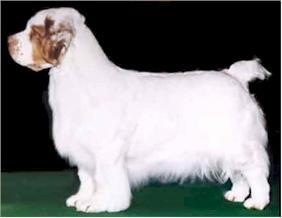 世界上所有的狗品种图片,世界最名贵的狗前十名及其简介