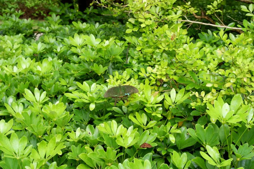 私藏菲律宾同款空中佛手，这座广东小城的落胃美食从早吃到晚