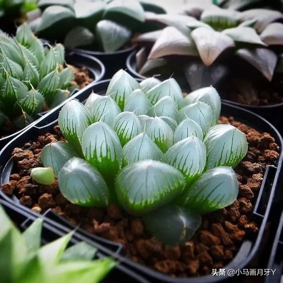 冬季动物成语大全,动物成语大全及答案100个