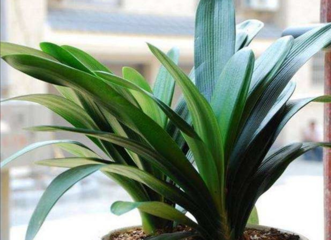 刚买君子兰换盆方法,刚买的君子兰换盆的正确方法