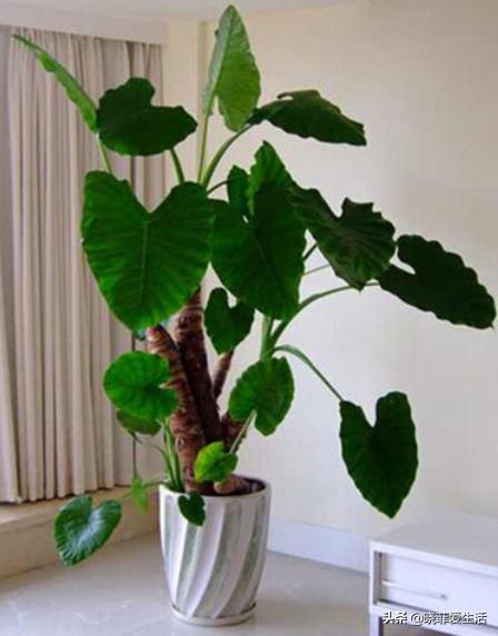 哪20种花有毒,十种花有毒不宜在家养