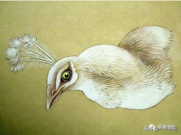 工笔国画孔雀画高清大图,工笔孔雀的画法步骤