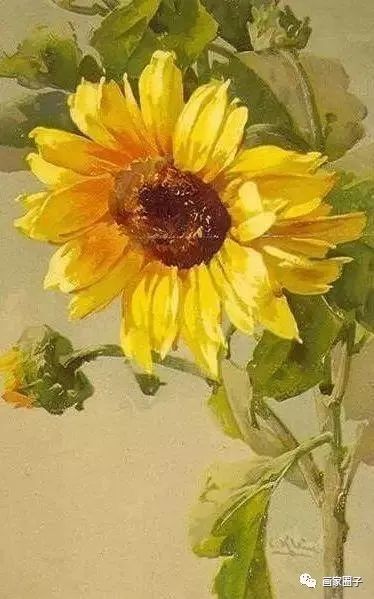 100种漂亮花卉图片,100张漂亮花图