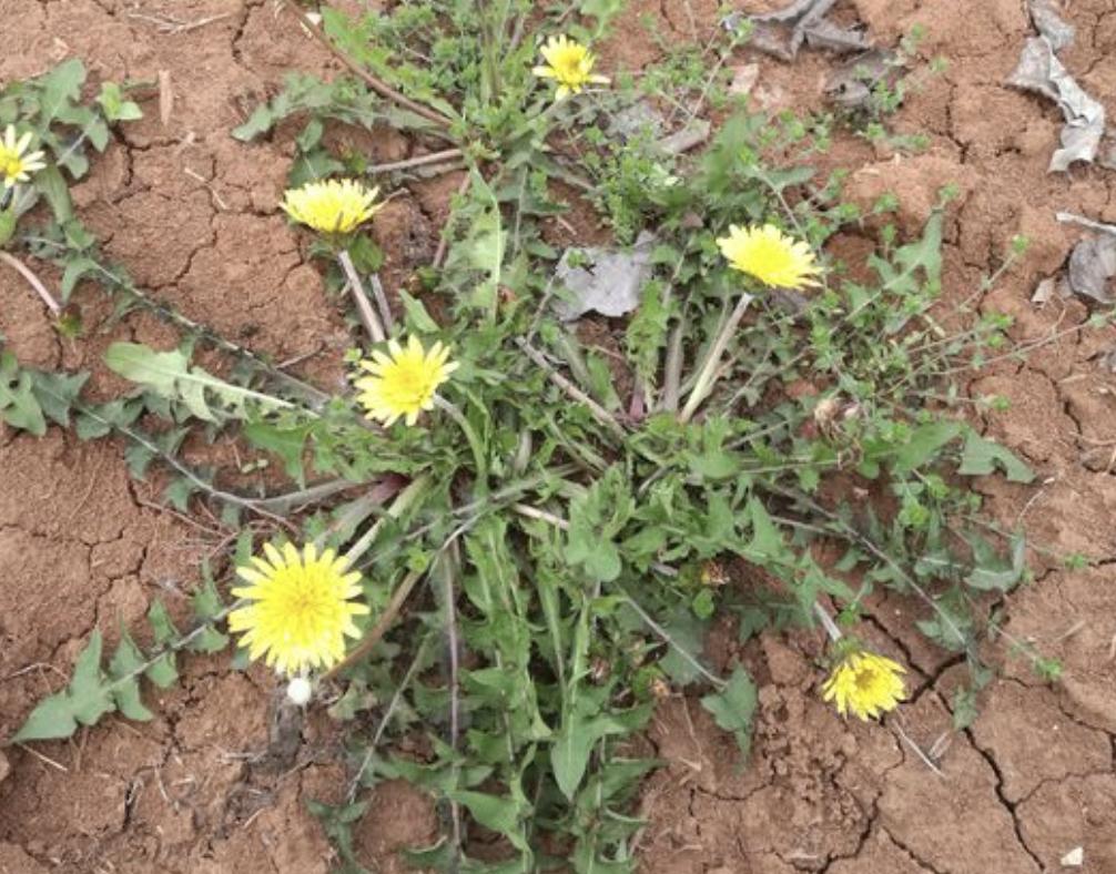 “1种草”在路边不起眼，人称“蒲公英”，处理后价值高，请珍惜