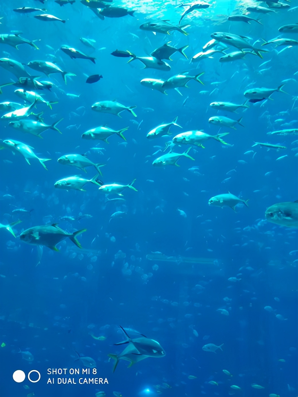 上九天揽月，下五洋捉鳖。看二孩老父亲如何带全家打卡亚特兰蒂斯