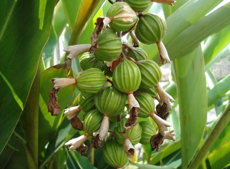 砂仁既能化湿行气又能温中止呕,本草砂仁