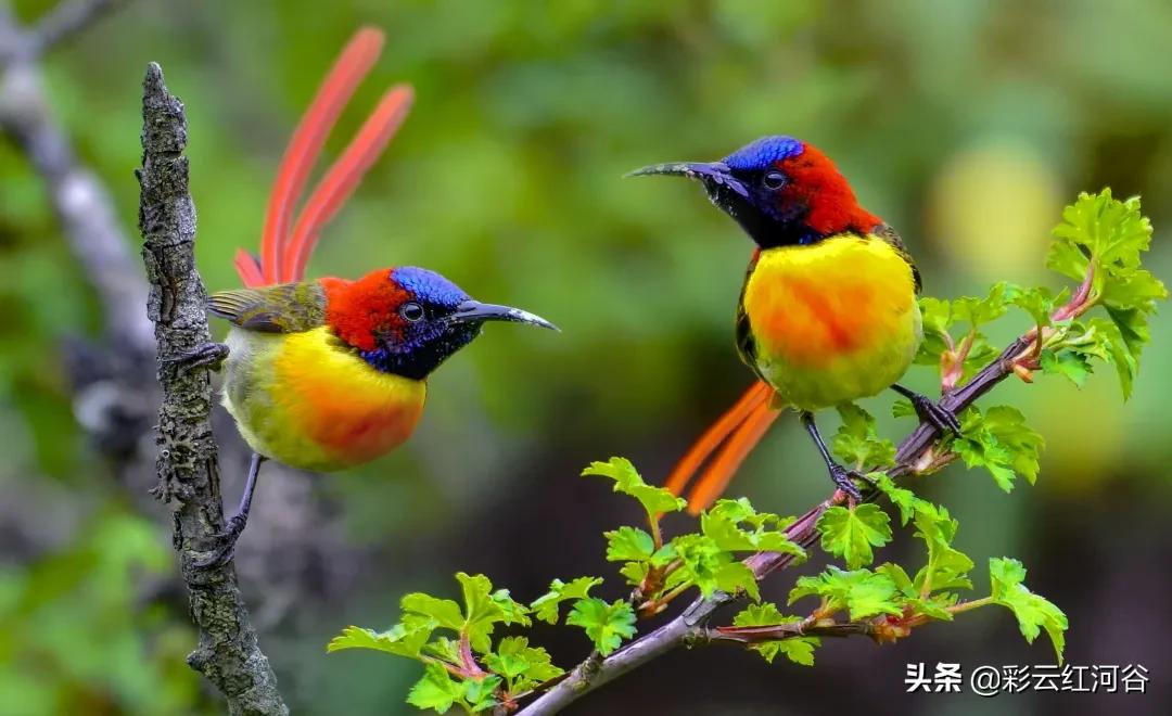 中国云南哪里好看,云南的云彩为什么好看