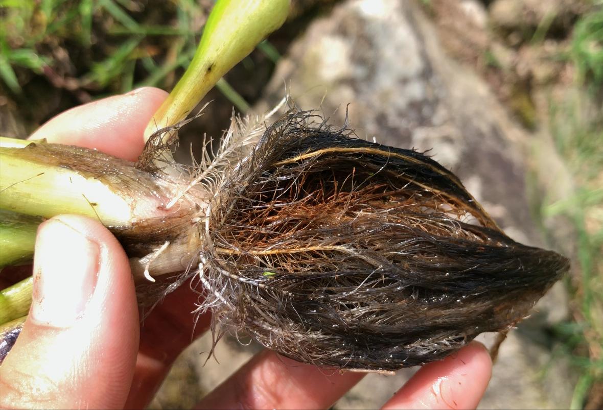 水葫芦为什么很少人看到,水葫芦的种类与图片介绍