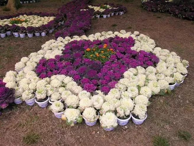 绿色像菜一样的花,像菜一样的花