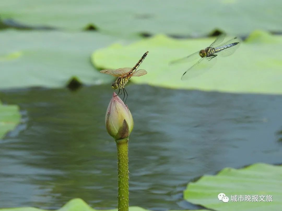 城晚拍拍丨飞鸟过帆影