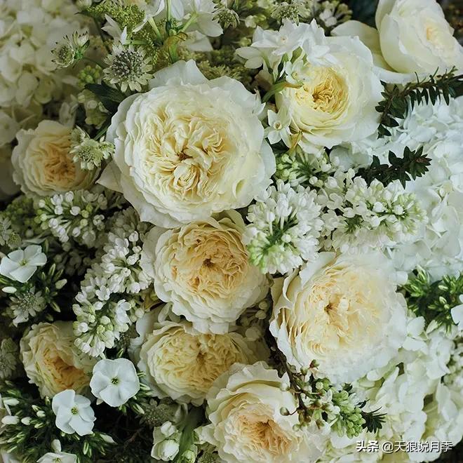 520你最想收到什么玫瑰,520这样的玫瑰你们喜欢吗