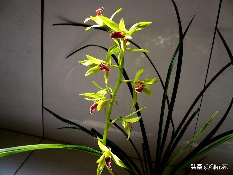 兰花养殖方法兰花品种大全,兰花品种中哪个品种喜欢湿一点