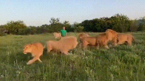 最激烈狮子打架,狮子被一群狮子群殴