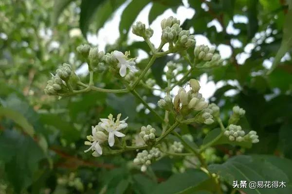 珍稀又漂亮的国家级保护植物,国家重点保护野生植物女神之花