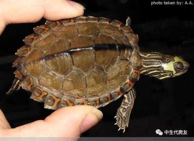 地图龟成体样子,地图龟种类及图解