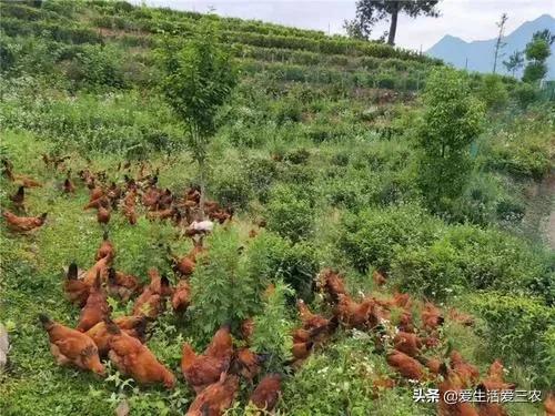 农村创业项目推荐2021新政策,农村创业项目推荐2021小本生意