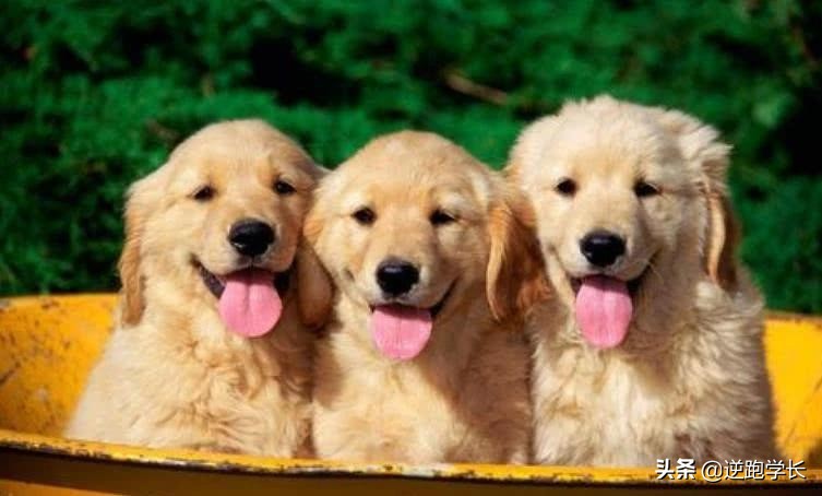 宠物斑点狗和血统斑点狗的区别,有斑点但不是斑点狗的狗有哪些