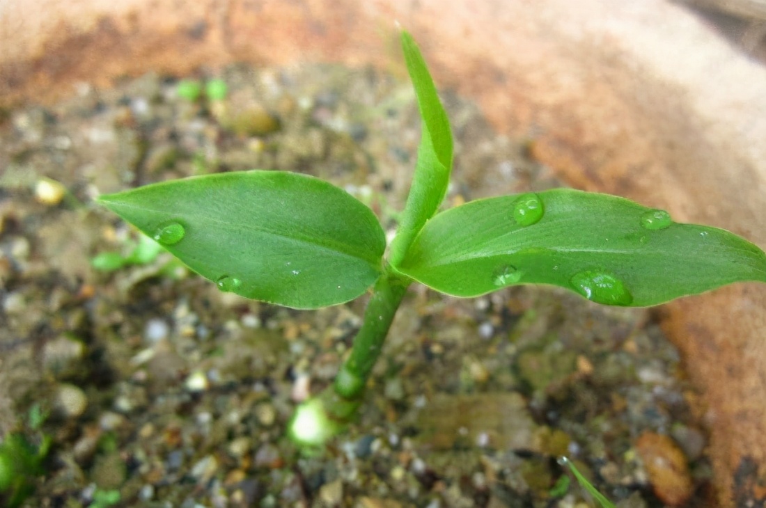 无土栽培生姜盆景,花盆生姜种植技术大全