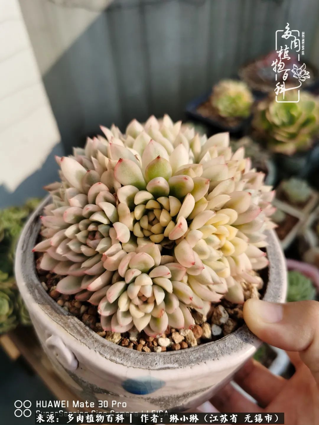 多肉变美是需要时间的,千万别辜负了多肉变美的黄金季节