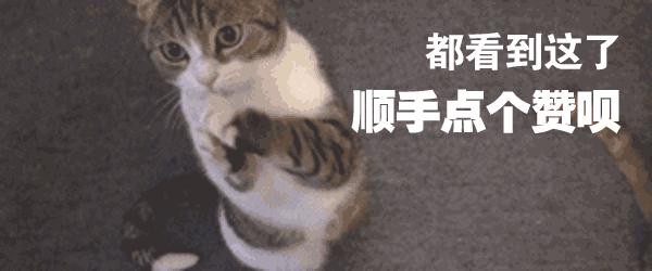 舔猫咪一口猫会有什么反应呢,猫咪特别容易舔毛是怎么回事