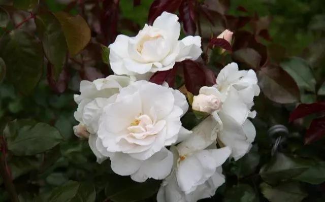 玫瑰花不同颜色的寓意和花语图片,玫瑰花各个品种及花语介绍大全