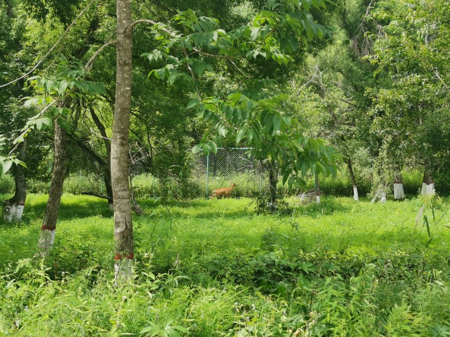 每亩山林可以吸收多少二氧化碳,一万亩森林排放多少吨二氧化碳