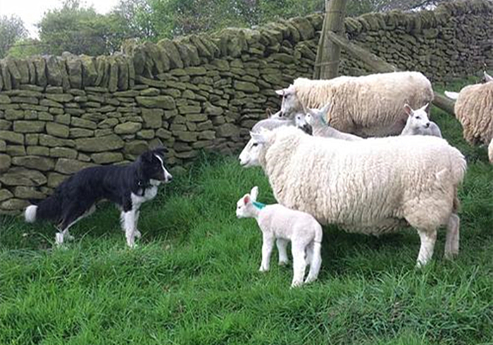 边牧有多聪明丢飞盘,边牧聪明的可怕的瞬间